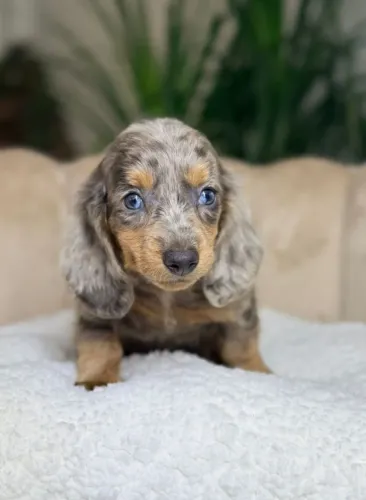 Basset Mini Filhotes Dachshund Mofadinhos Belíssimos. 