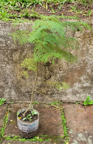 Muda de Jacarandá. Retirar em Ipanema
