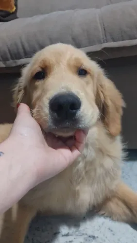 Golden Retriever filhote Macho