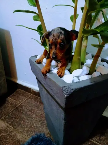 Vendo filhotes de pinscher Merle Alerquin 