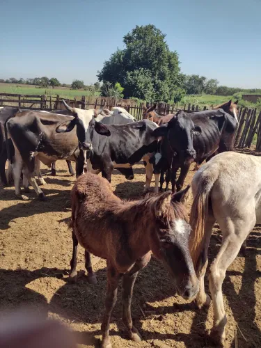 Vaca