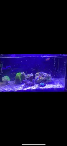 Aquário 40l