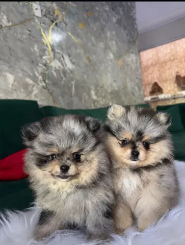 Venda de filhotes spitz alemão