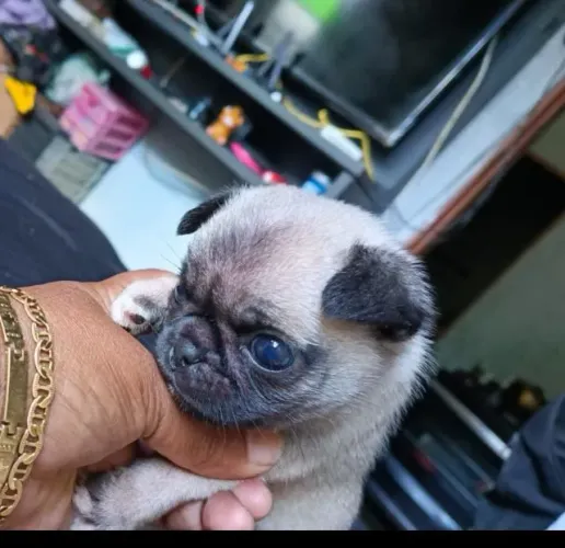 Pug macho