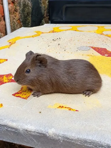 Vendo porquinho da india