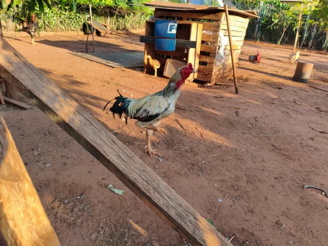 Vende galo