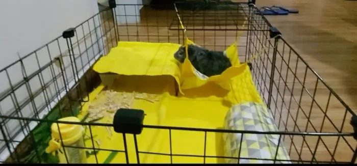 Cercadinho para porquinho da Índia, hamster e outros