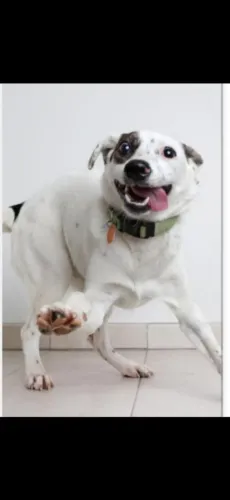 Babá de cachorros e gatos