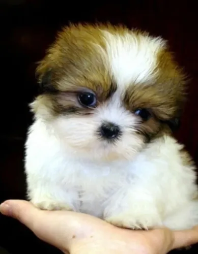 Shih tzu Mini / Filhotes em Promoção!