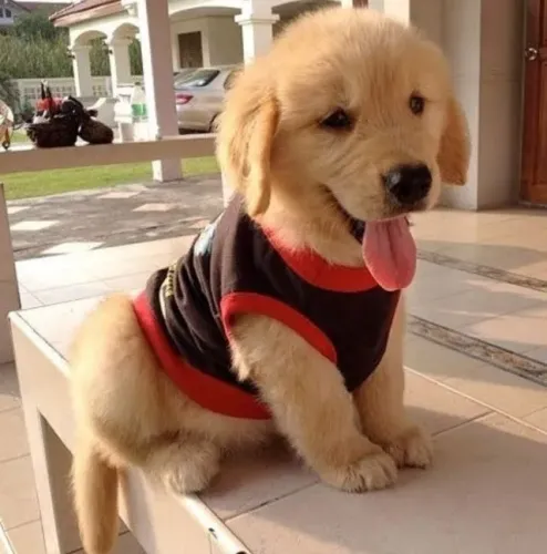 Golden Retriever Cada Passo Ensina
