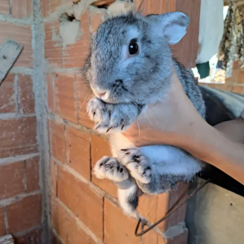 Vende-se Coelhos filhotes e adultos .