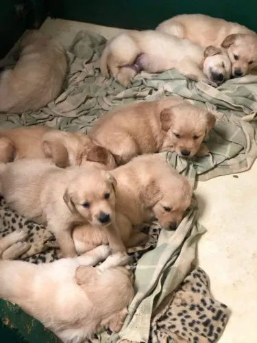 doação de filhote de Golden