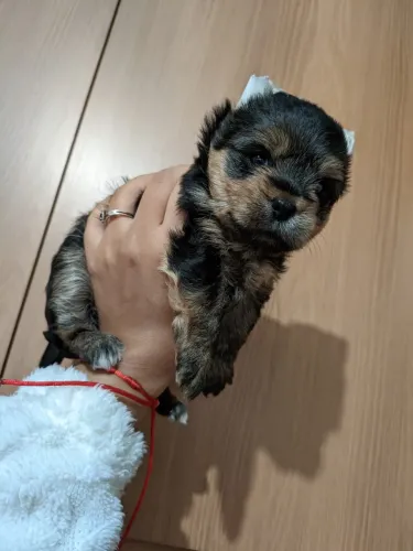 YORKSHIRE TERRIER ENCANTADOR - O COMPANHEIRO PERFEITO PARA SUA FAMÍLIA