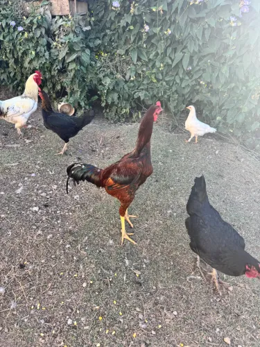 Frangos e galinhas caipiras e poedeiras