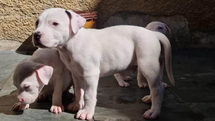 Filhote disponível American bully com pitbull