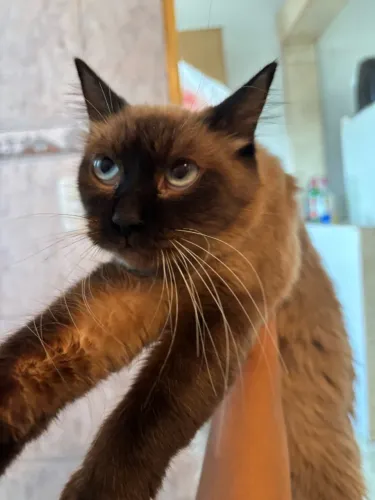 Doação de gata