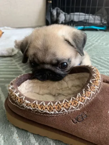 Pug Uma escolha que merece alguns minutos da sua atenção
