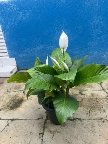 Lírio-da-Paz Adulto - 70 cm