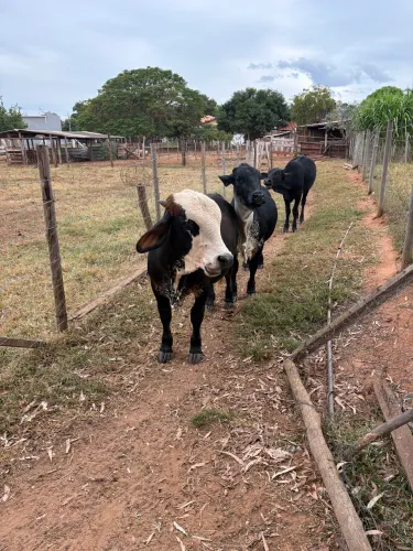 Vendo mini boi