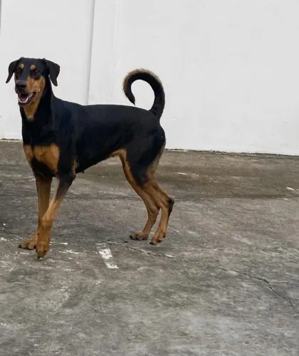 Doberman fêmea a procura de um namorado.