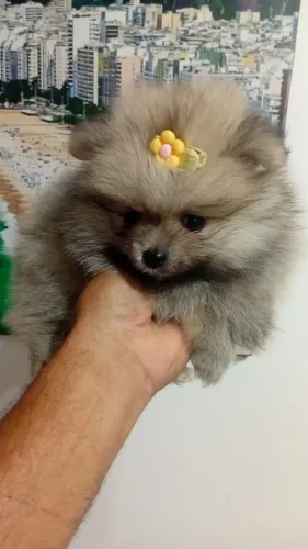 Spitz alemão 