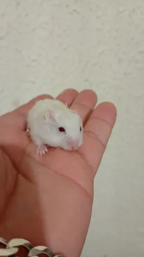 Hamster mansos 