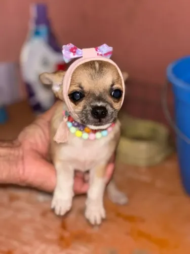 Chihuahua marrom