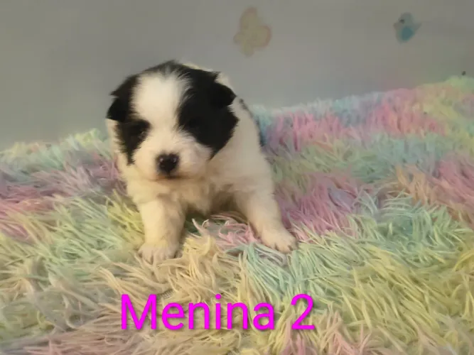 Fêmeas de lulu da Pomerânia 