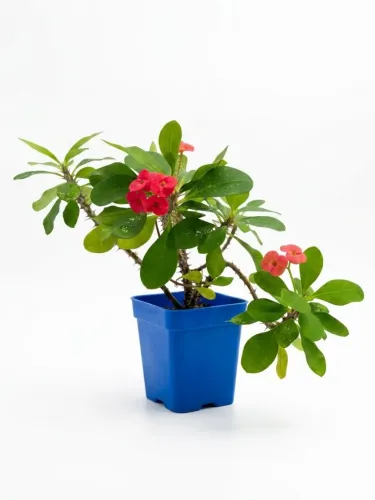 Planta florida no vaso azul