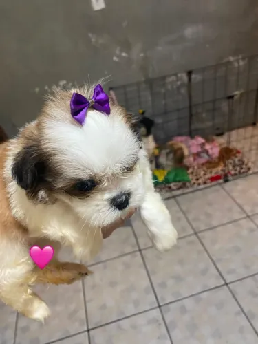Shihtzu fêmea