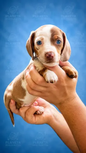 Dachshund trazendo carinho para sua família