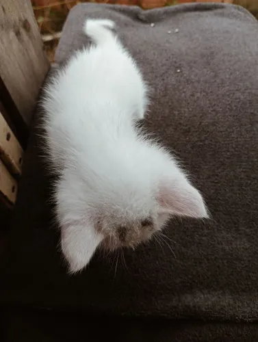 Gata fêmea angorá turco 