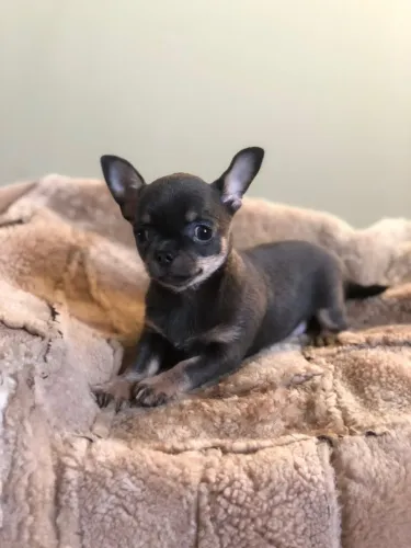Chihuahua Inspirando Momentos Repletos De Carinho
