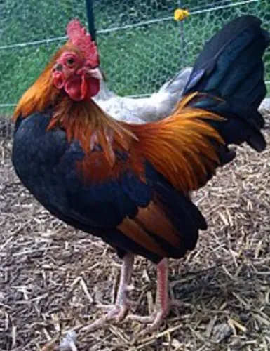 Galos garnisé