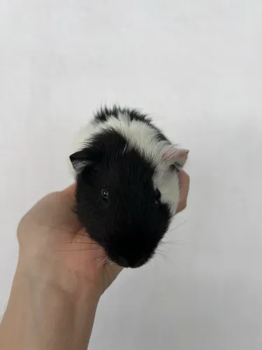 Porquinho da índia