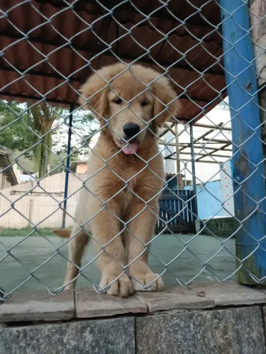 Golden Retriever 