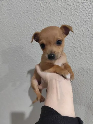 Pinscher (Fêmea )