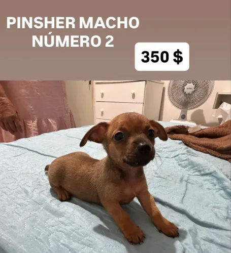 PINSCHER