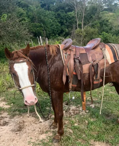 Égua pra venda