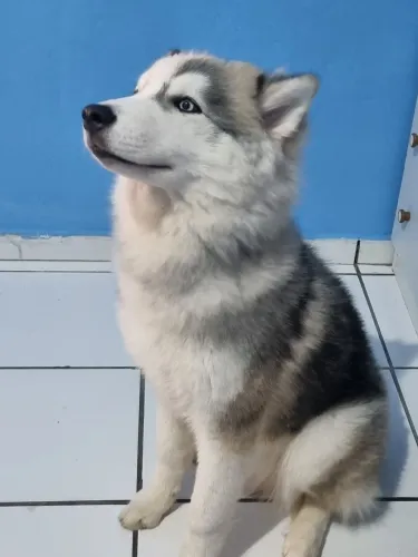 HUSKY SIBERIAN