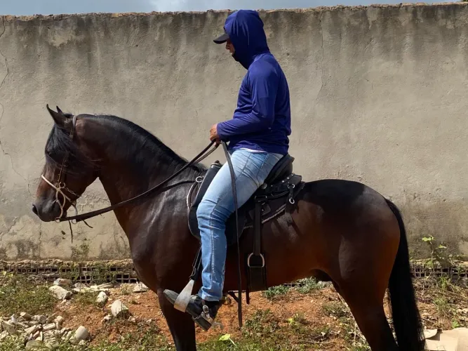Cavalo mangalarga puro