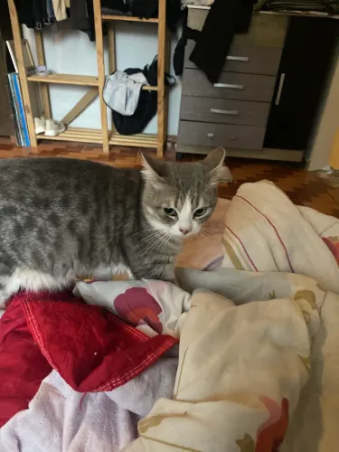 Doação de gatos 