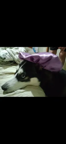 Doa-se husky Siberiano