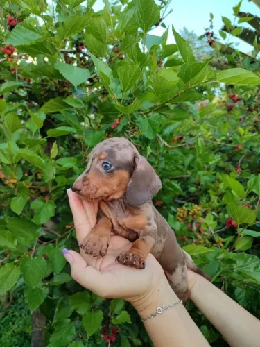 Dachshund kaninchen