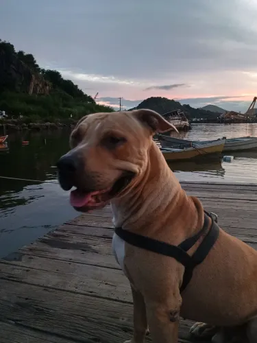 Doaçao Pitbull ?