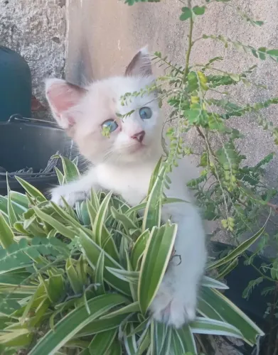 Adoção gatinho 