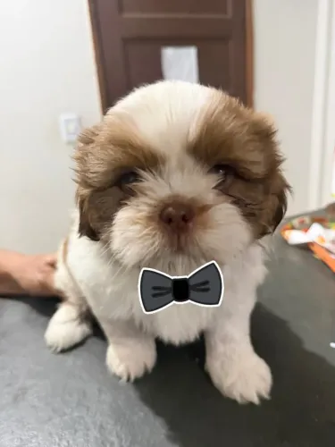 Vendo filhotes de shih tzu
