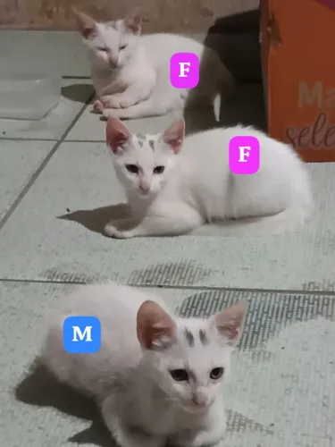 Gatinhos pra amar e levar pra casa.