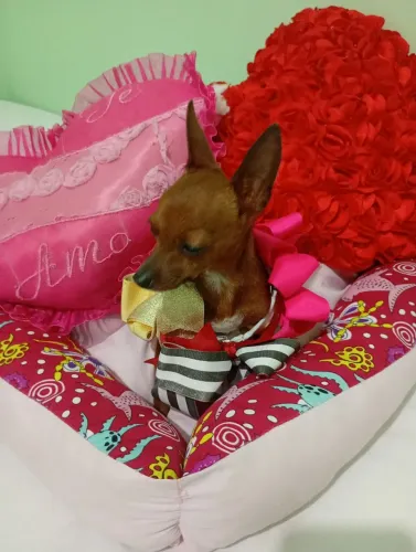 Vendo linda pincher fêmea 00