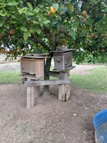 Caixa de abelha